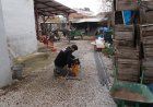 Bursa Gürsu'da Hava Kalitesi İyileştirilecek