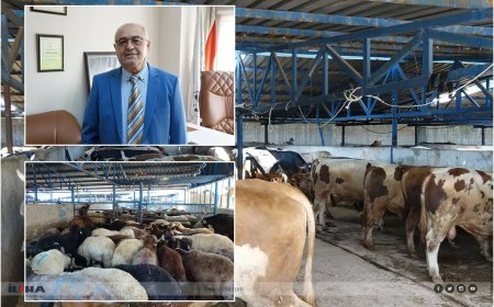 Bursa Kasaplar Odası Başkanı Yıldız: Pazarlarda yeterli sayıda kurbanlık bulunuyor