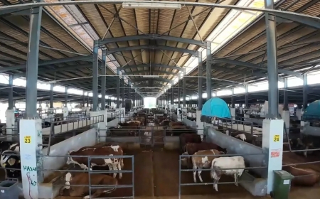 İnegöl Belediyesi Modern Hayvan Pazarı’nda Yoğunluk Zirvede