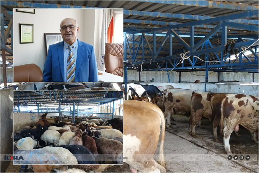 Bursa Kasaplar Odası Başkanı Yıldız: Pazarlarda yeterli sayıda kurbanlık bulunuyor