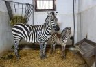 Bursa Hayvanat Bahçesi’nde zebra ailesi büyüyor