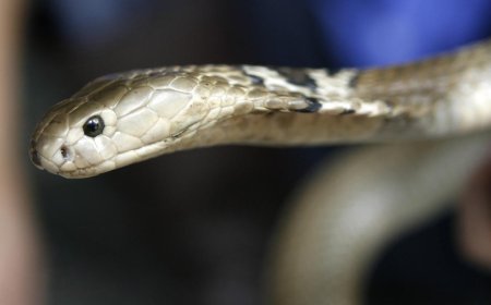 Çin'de sellerin vurduğu çiftlikteki yaklaşık 900 yılan kaçtı