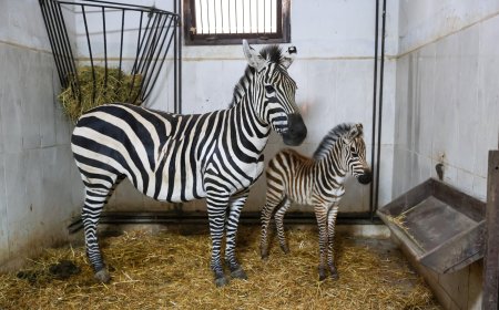 Bursa Hayvanat Bahçesi’nde zebra ailesi büyüyor