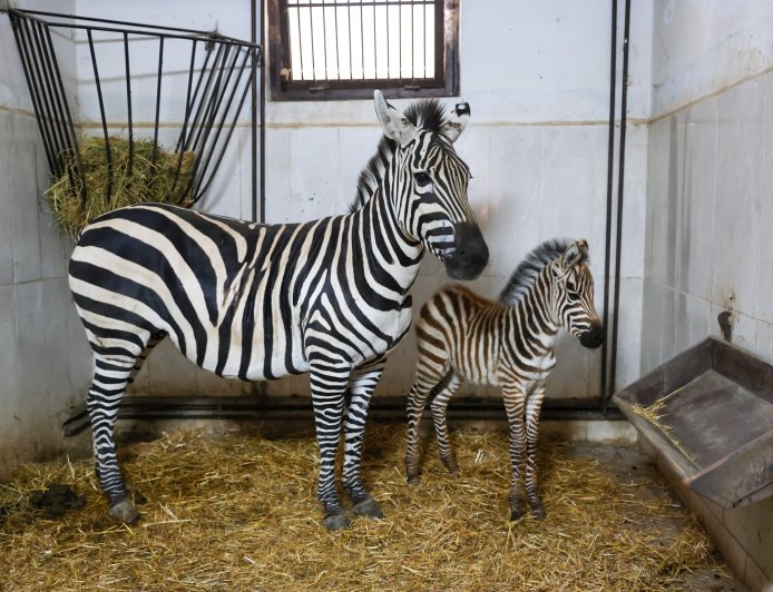 Bursa Hayvanat Bahçesi’nde zebra ailesi büyüyor