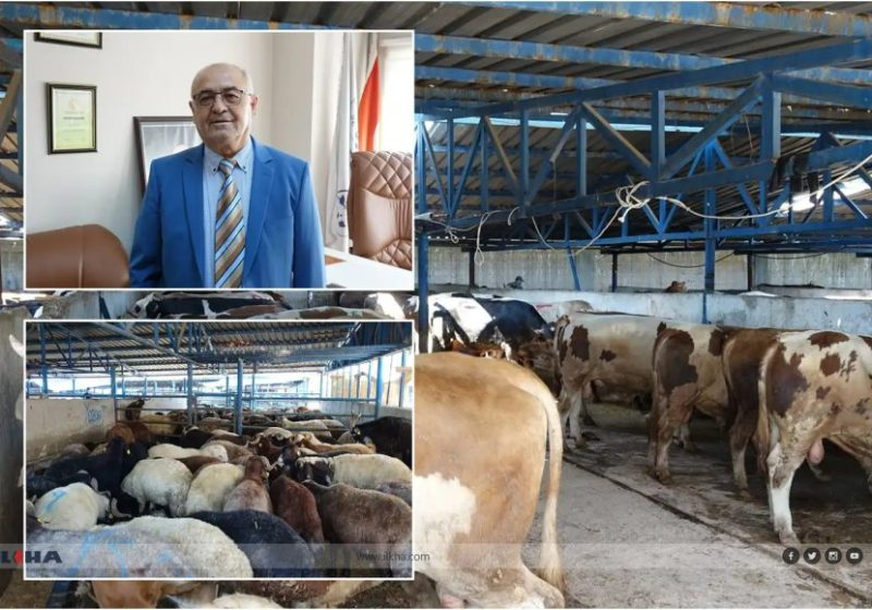 Bursa Kasaplar Odası Başkanı Yıldız: Pazarlarda yeterli sayıda kurbanlık bulunuyor