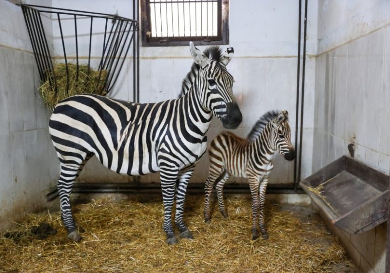 Bursa Hayvanat Bahçesi’nde zebra ailesi büyüyor